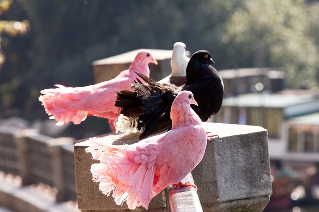 太阳队展现 太阳队展现